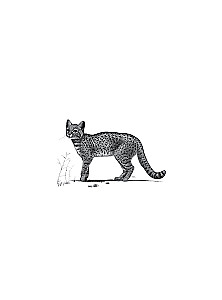 Profession - Scientific Illustrator. Guide to Illustration in Biology, Archaeology and Paleoart